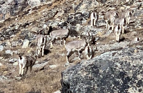 Kanchenjunga Trek