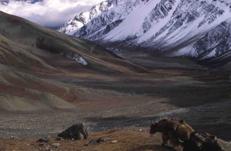 Nar Phu Valley and Annapurna Circuit Trek