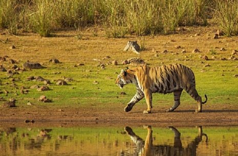 Bardia National Park Nepal
