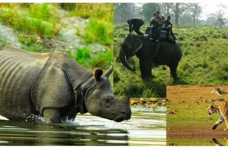 Wildlife Safari Tour in Bardia 2 Days