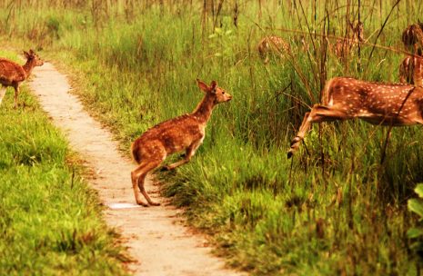 Wildlife Safari in Chitwan – 3 days