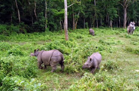 Bardia National Park Package – 3 days