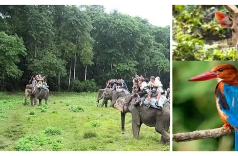Wildlife Chitwan Tour 2 Days