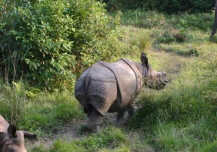 Wildlife Activities in Nepal