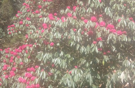 Rhododendron flower in Ghroepani Trek