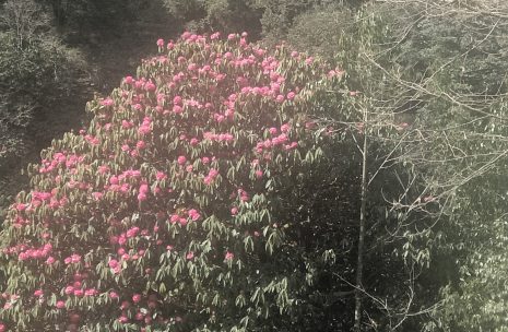 Ghorepani Poon Hill Trek